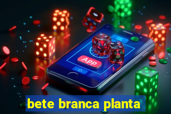 bete branca planta